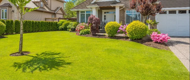 Green Lawn Shrubs Plants