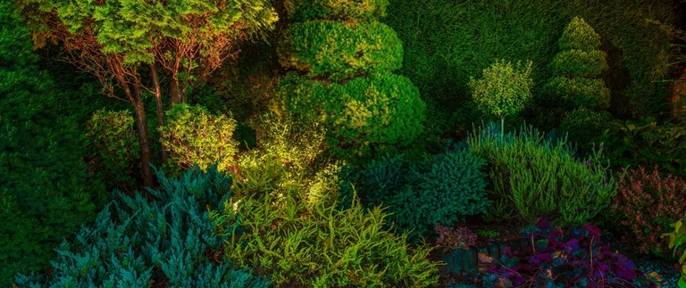 A dense green landscape bed with LED lighting installed by our team in Clinton, NJ.